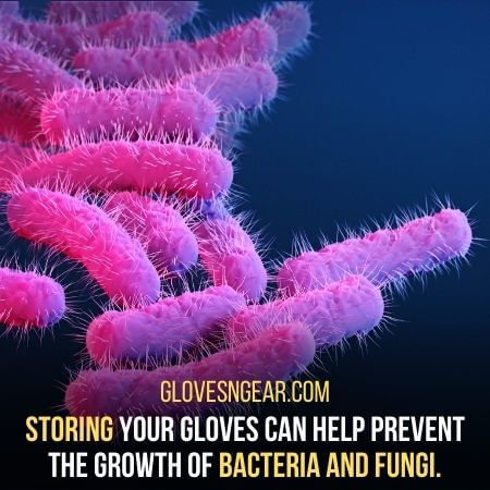 bacteria and fungi